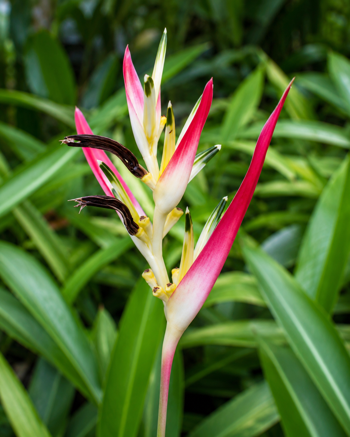 Heliconia strawberries and cream