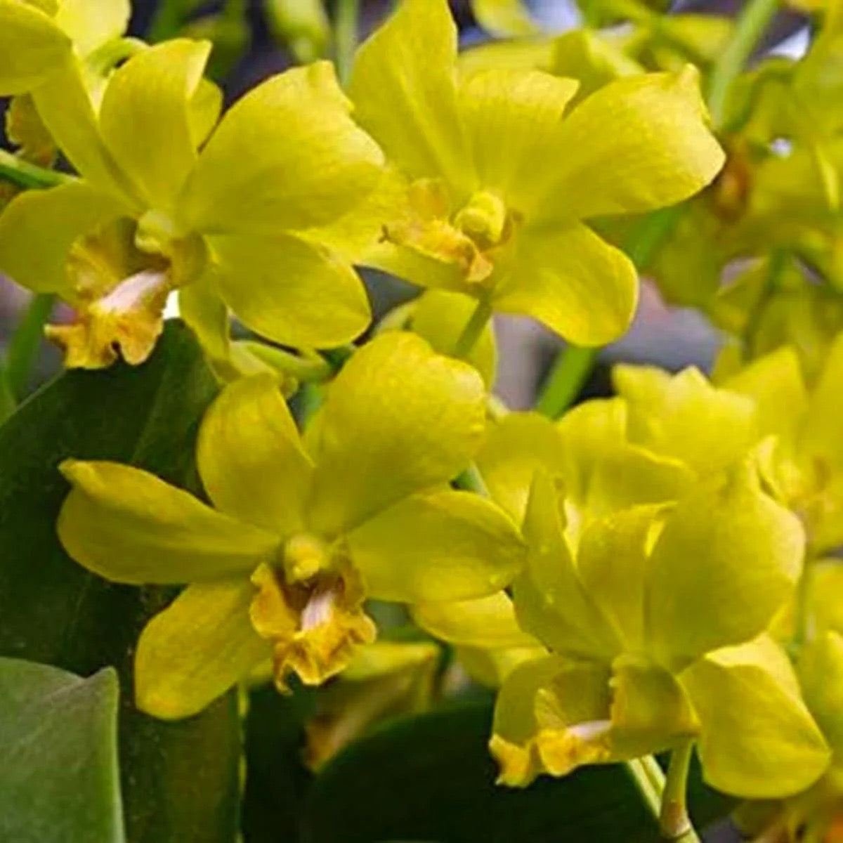 Dendrobium Orchid(King of Gold P1262) Mature Plant