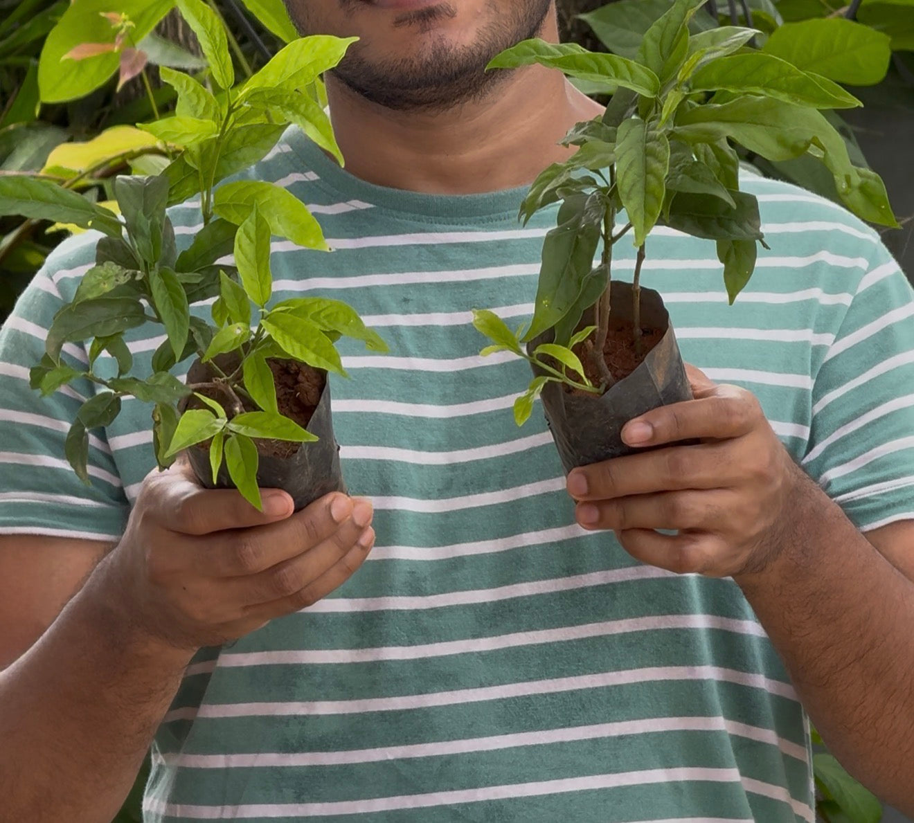 Clerodendrum Smithianum/Vella Konna (2 Plants combo)