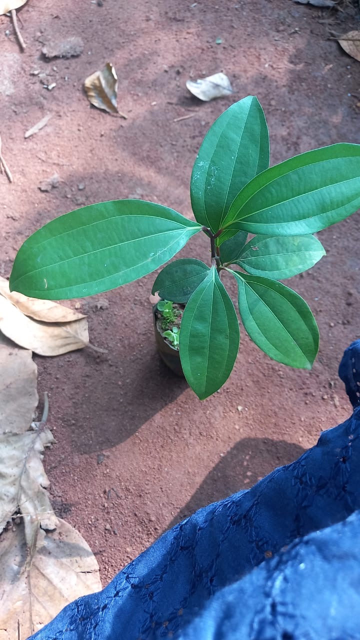 Vayana(Indian Bay Leaf)
