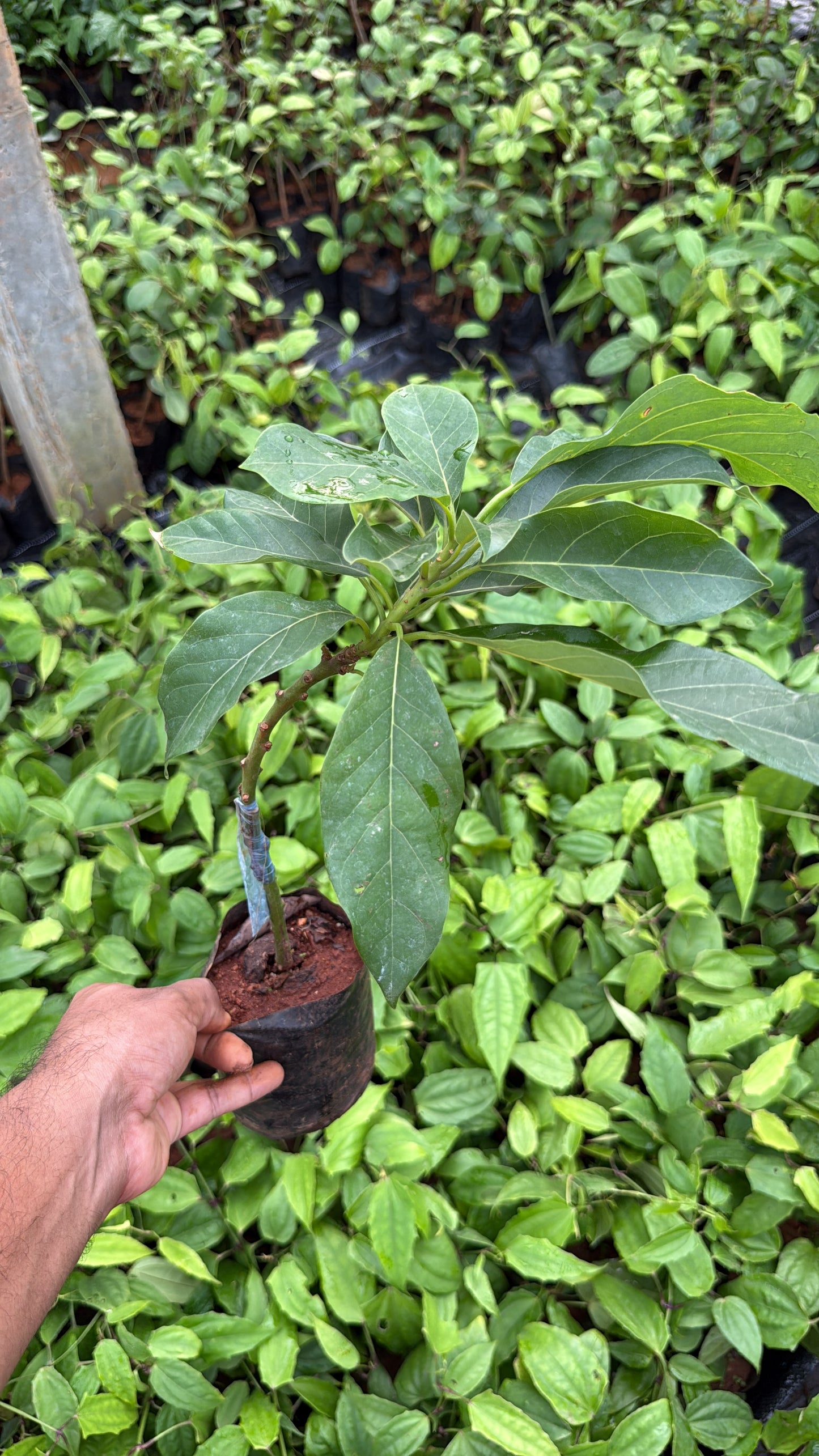 Avocado(Butter Fruit)(Grafted)
