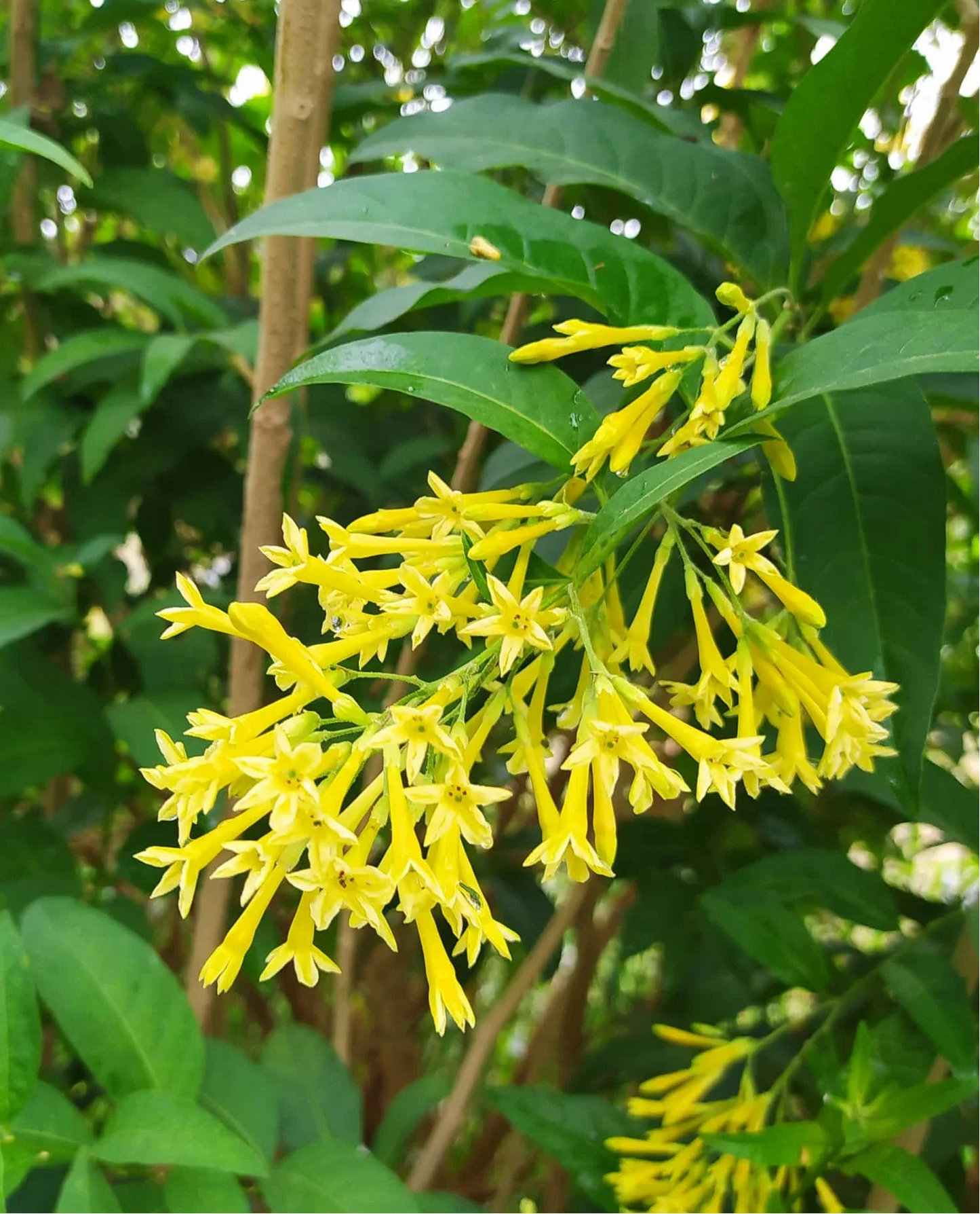 Day Queen Jasmine