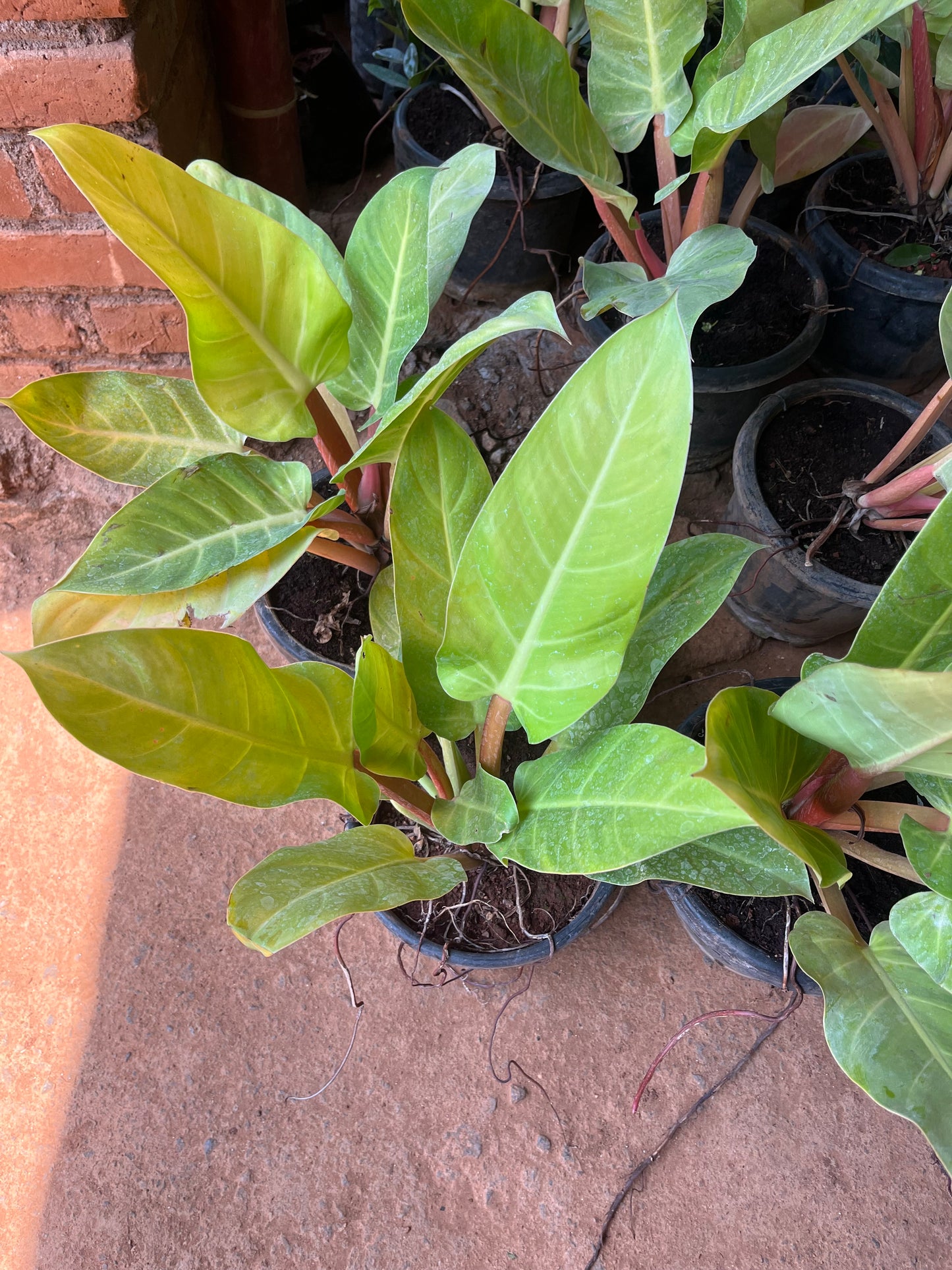 Philodendron Golden Melinonii