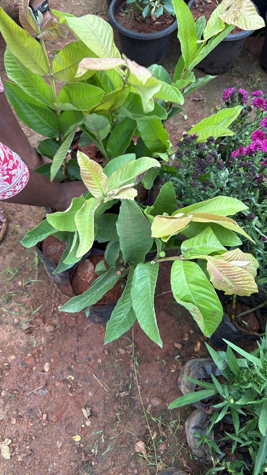 Allahabad Safeda Guava(Layered Plant)