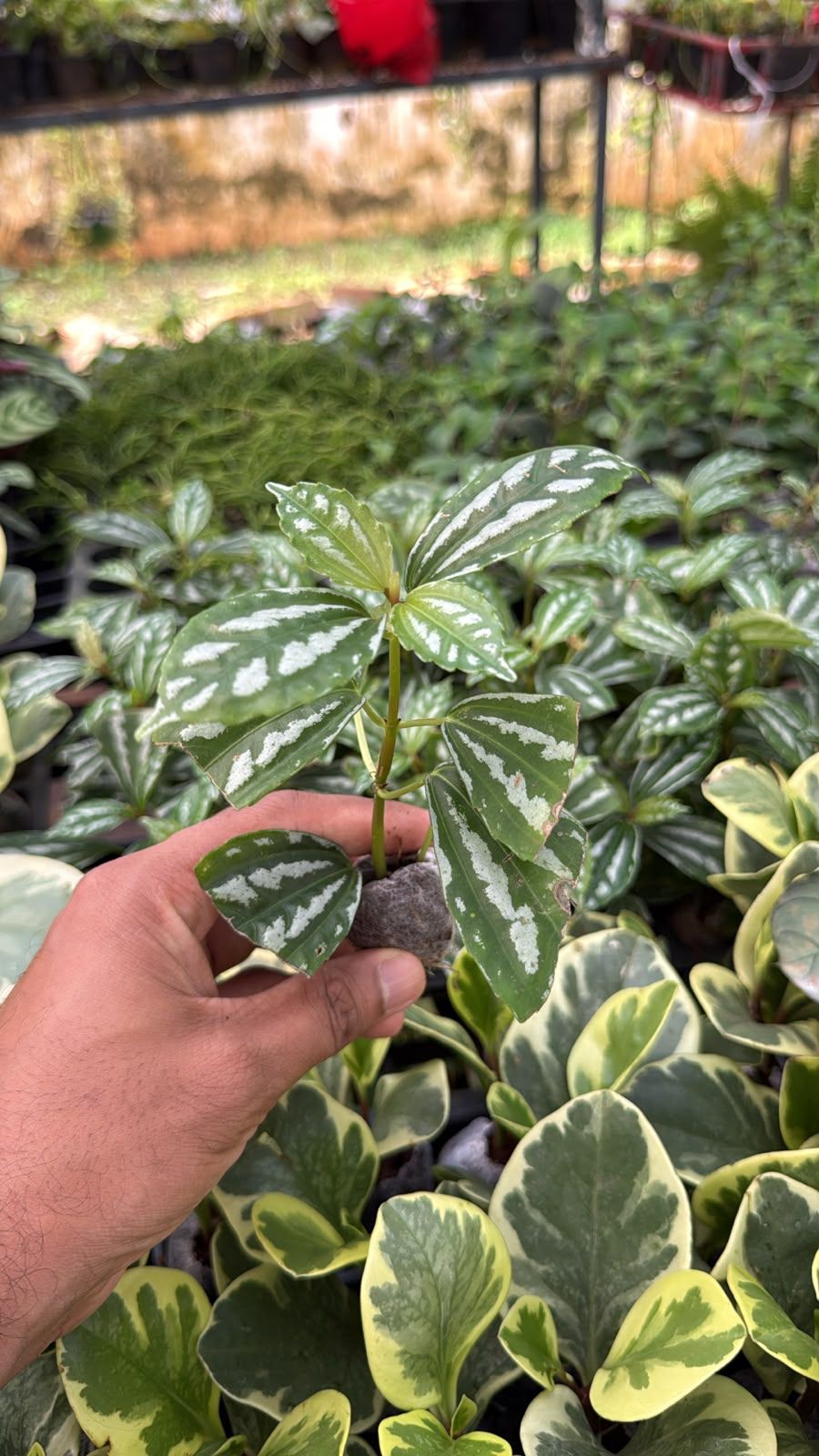 Pilea Cadierei (2 plants combo)