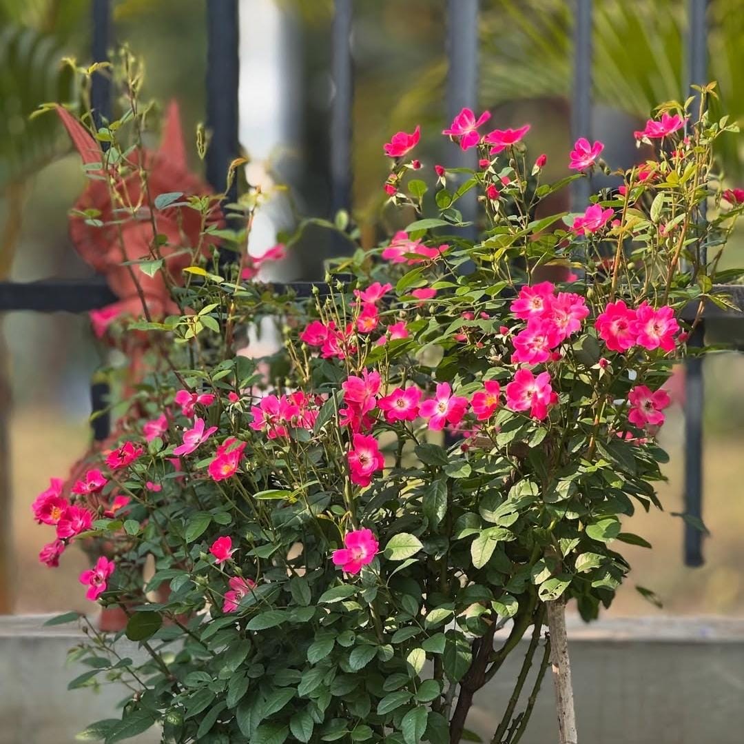 Butterfly Rose