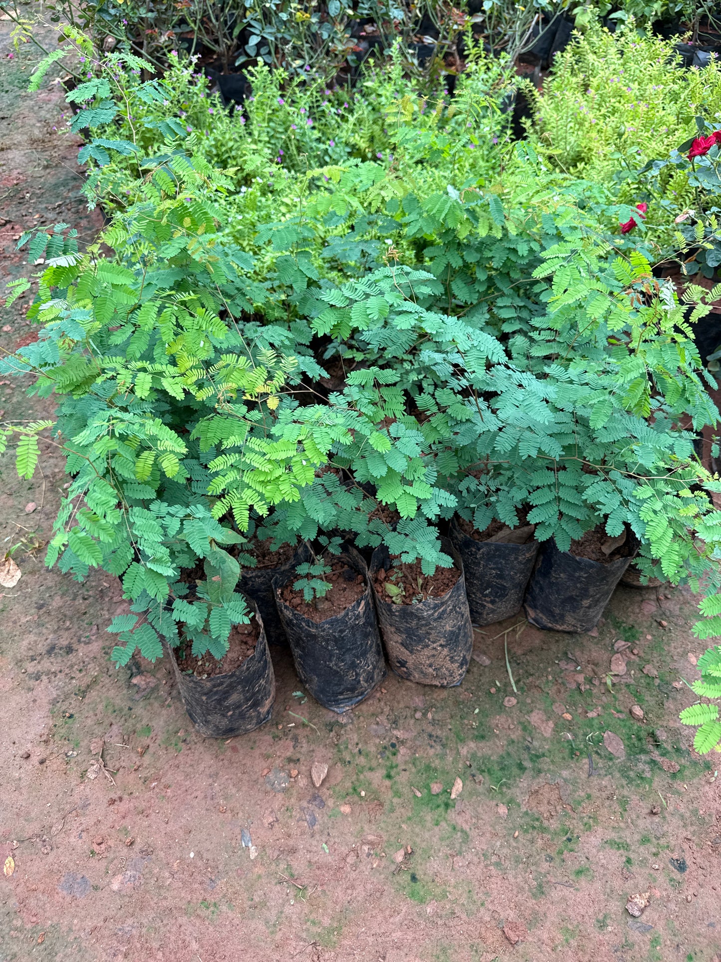 Divi Divi Tree