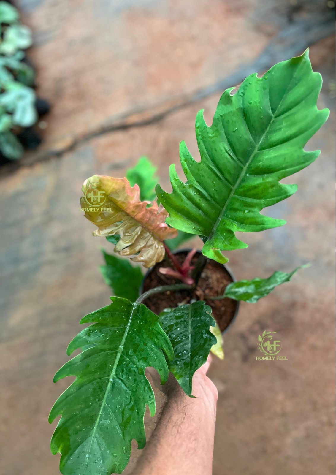 Philodendron Pluto