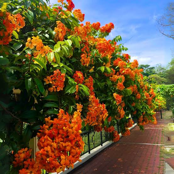 Bauhinea Coccinea