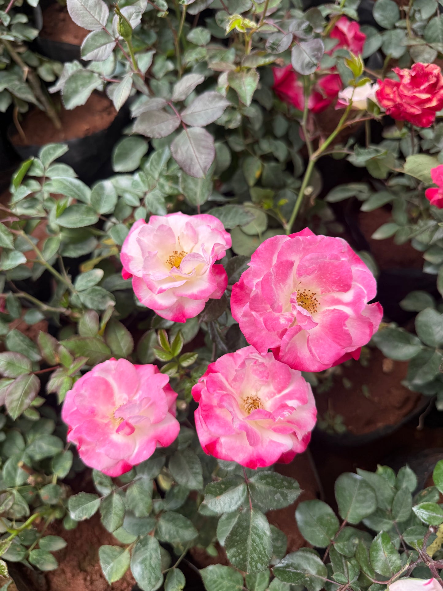 Campfire Rose