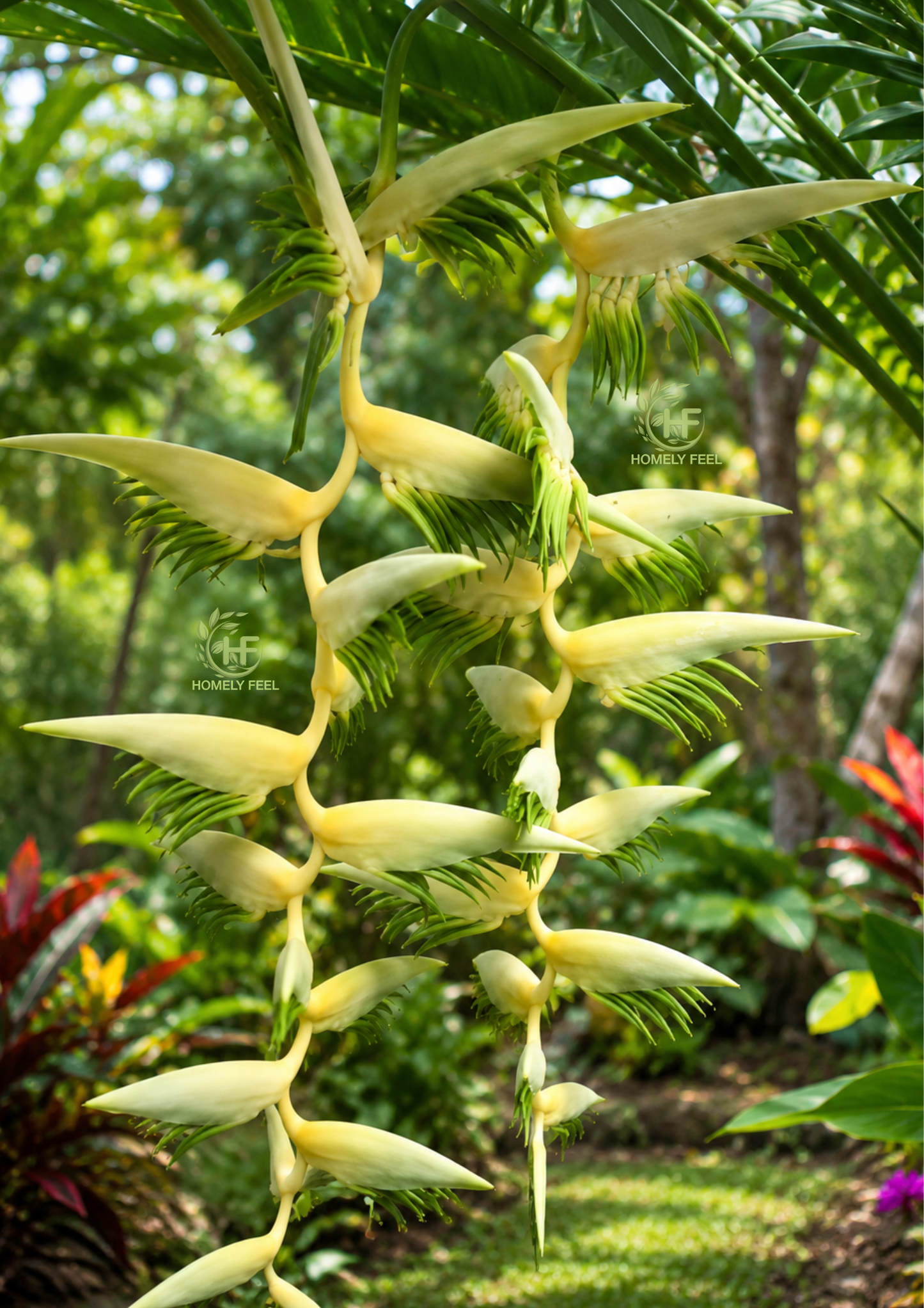 Heliconia Meana