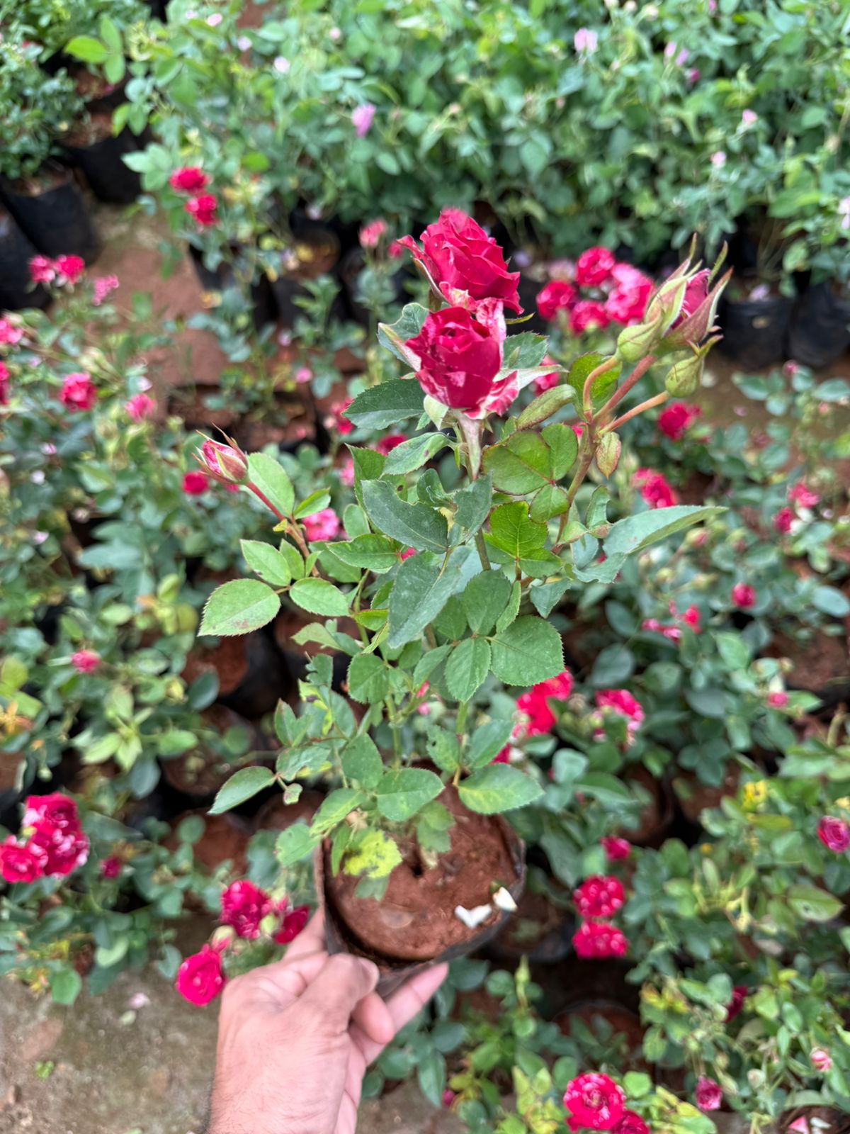 Scentimental Rose(Own Rooted)