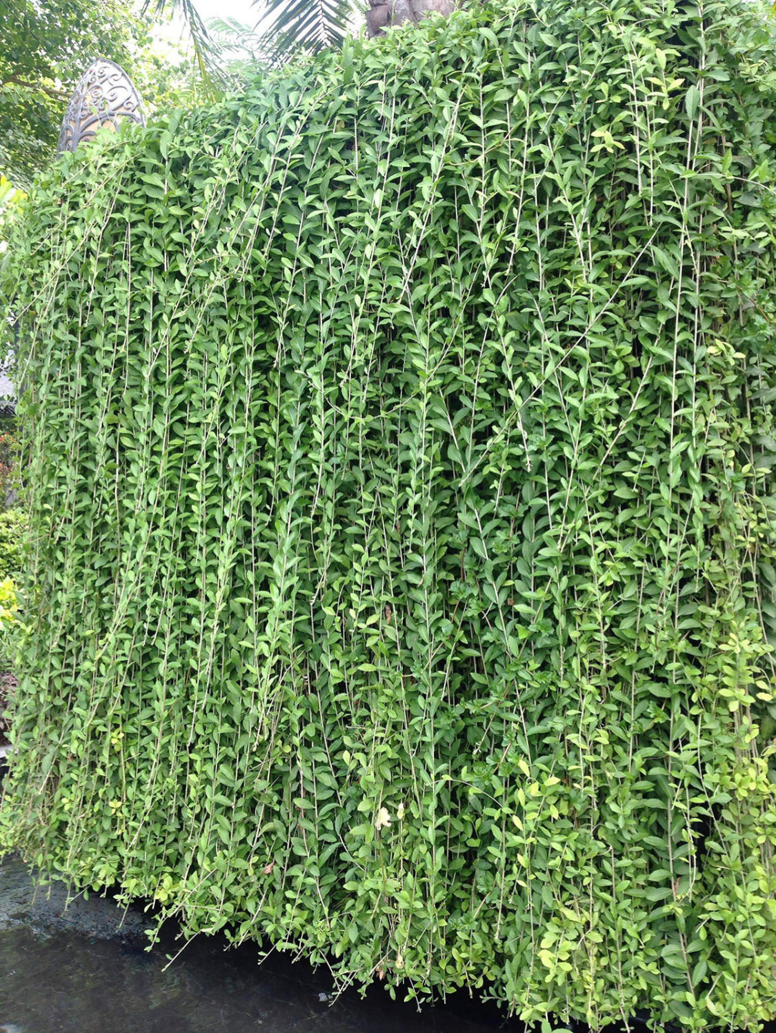 Curtain Creeper(5 Plants) combo