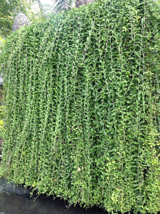 Curtain Creeper(5 Plants) combo