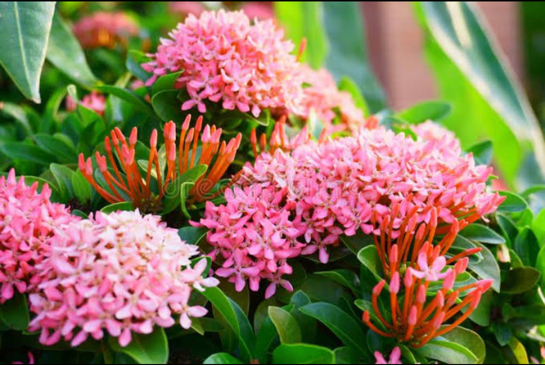 Ixora Dwarf Pink.