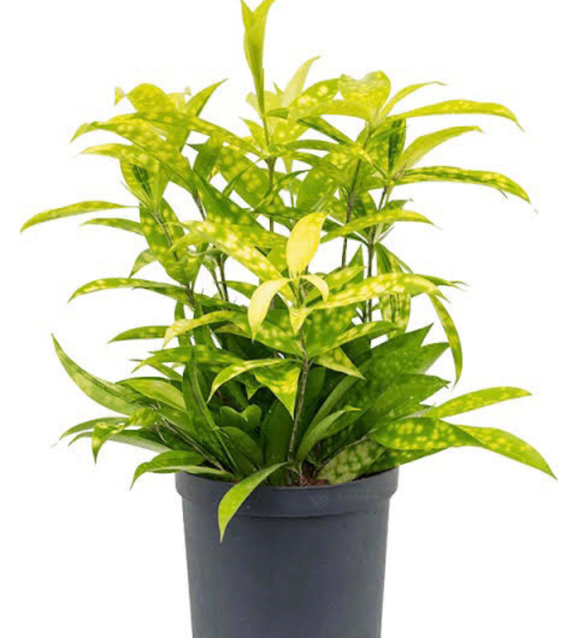 Milky Bamboo Yellow