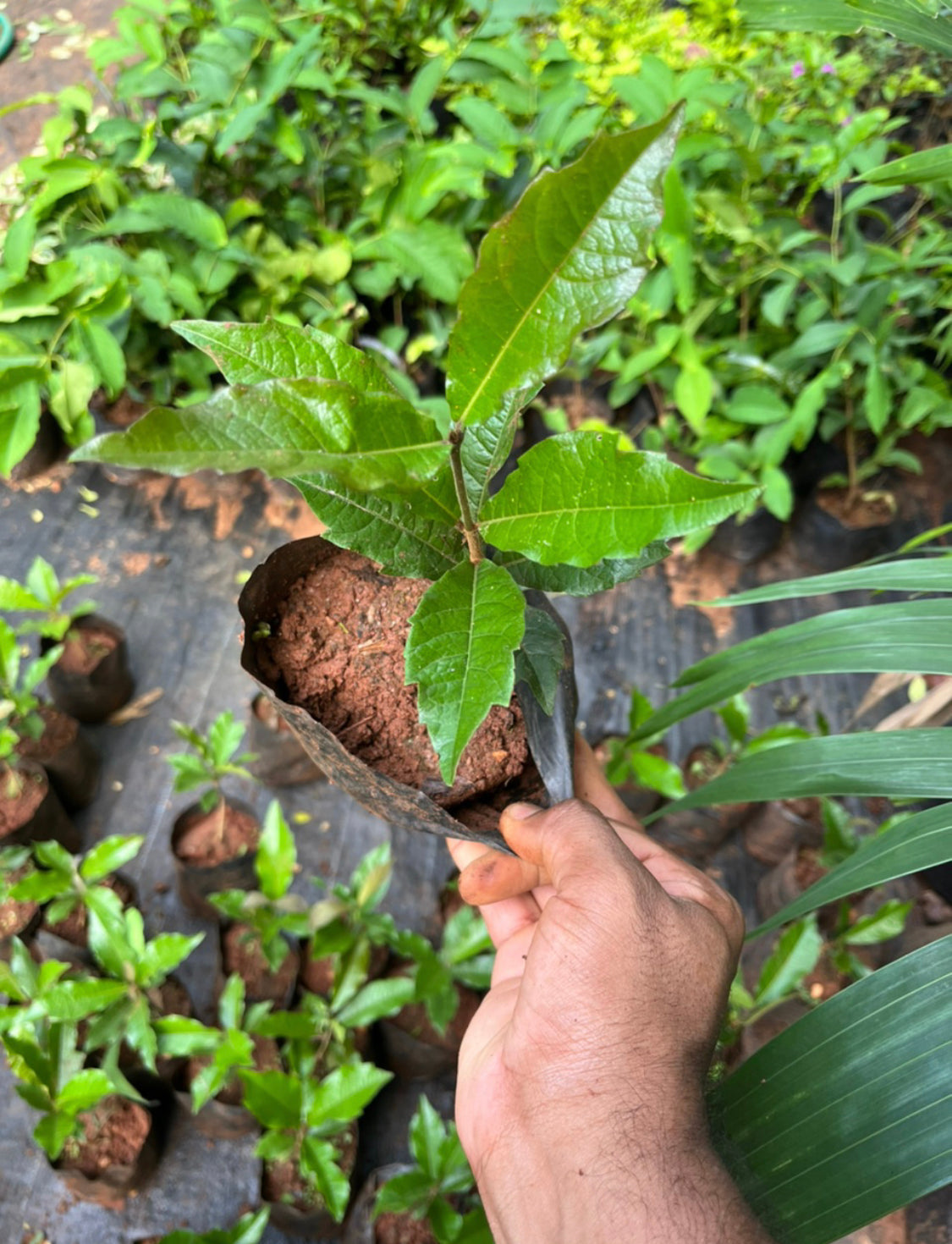 Petrea Violet(Sandpaper Vine)