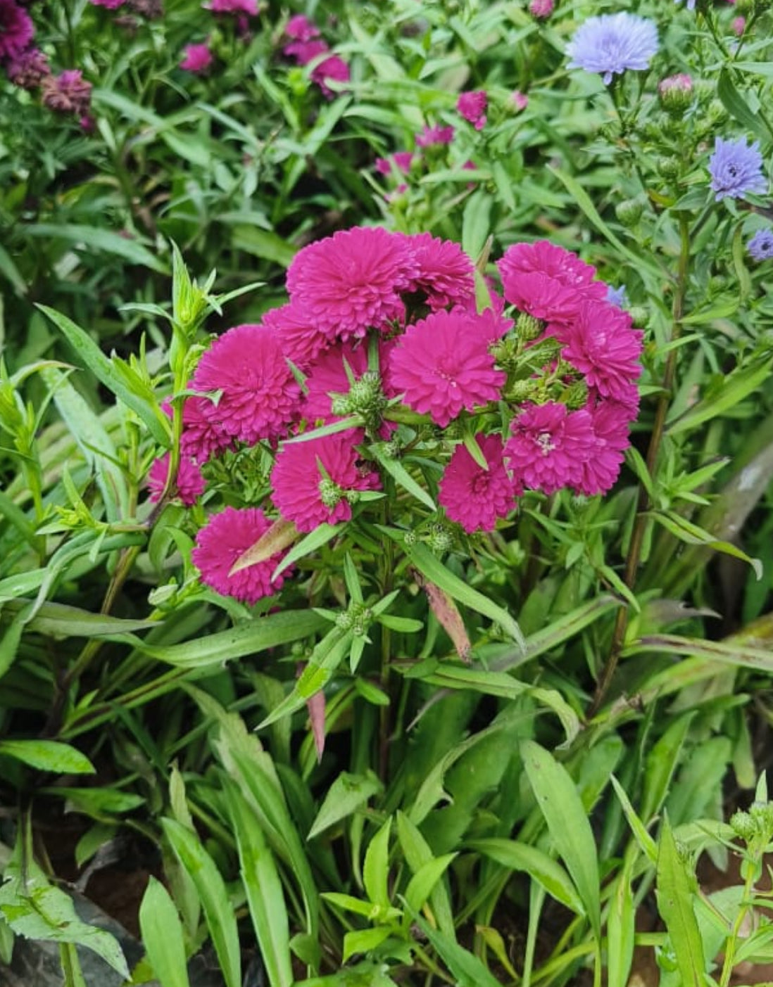 Daisy Dark Pink
