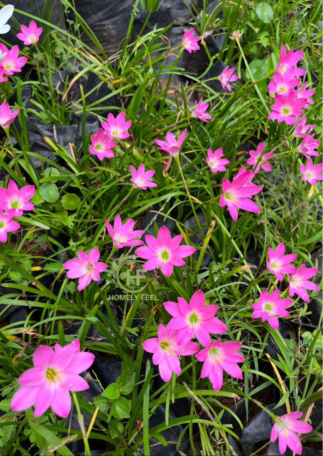 Rain Lilly Pink