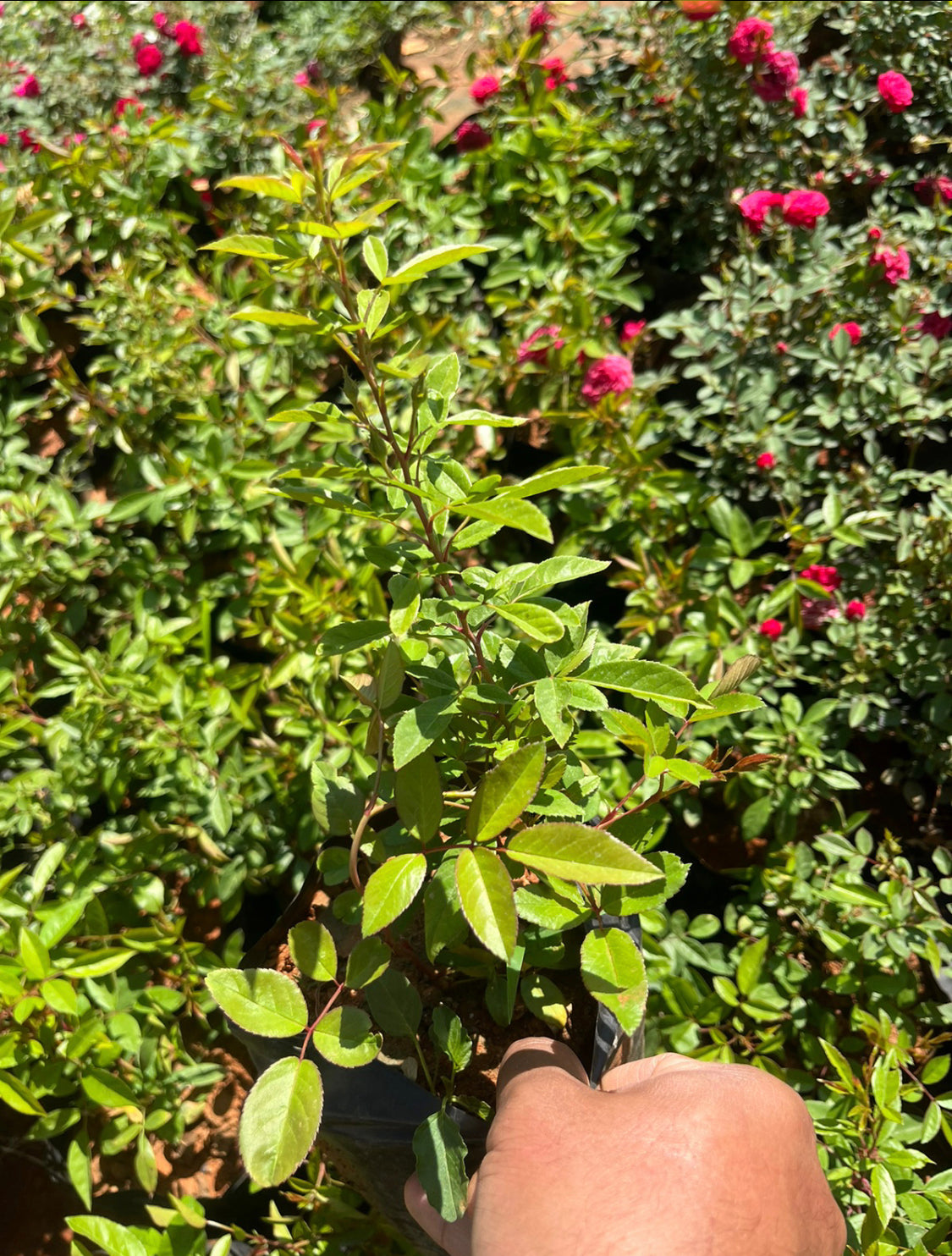 Orchid Rose(Own Rooted)