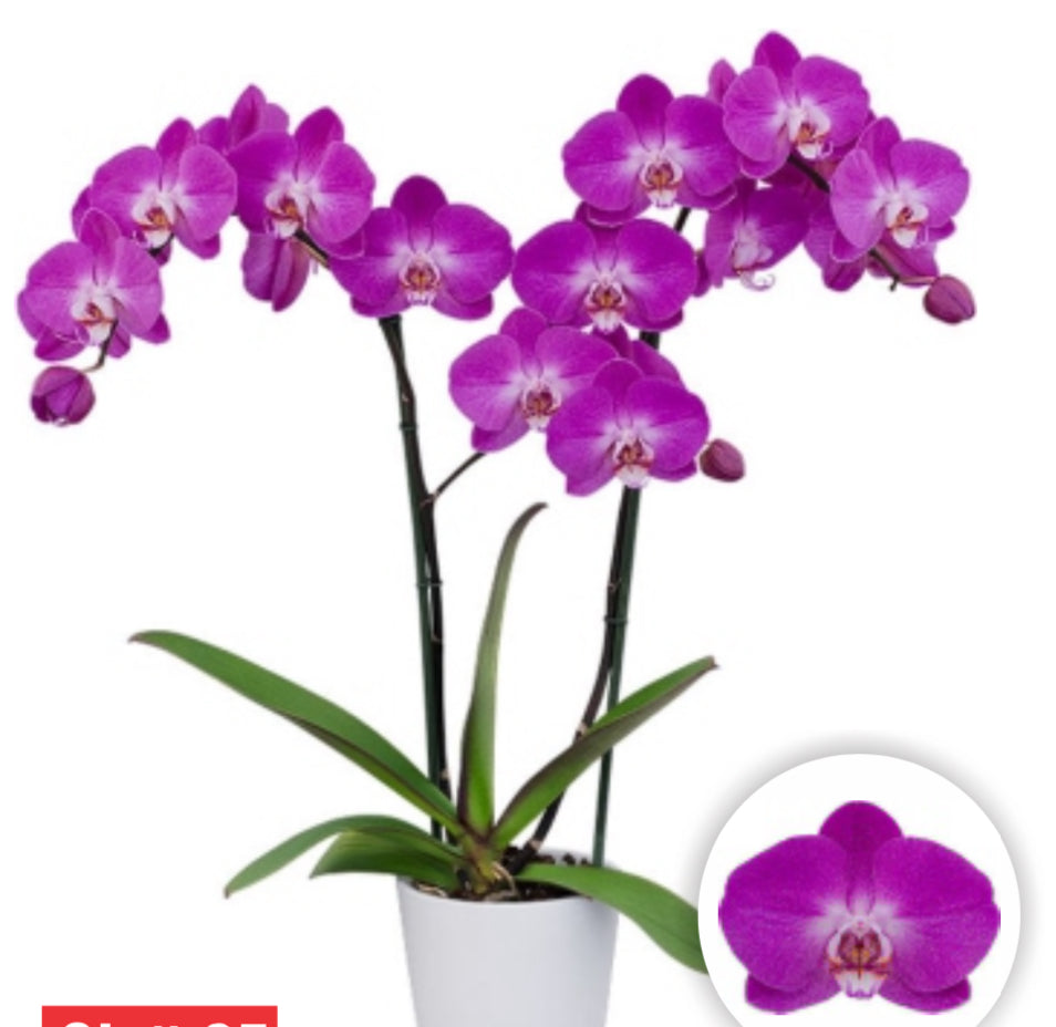 Phalaenopsis(Lady Fantasy)Seedling Plant
