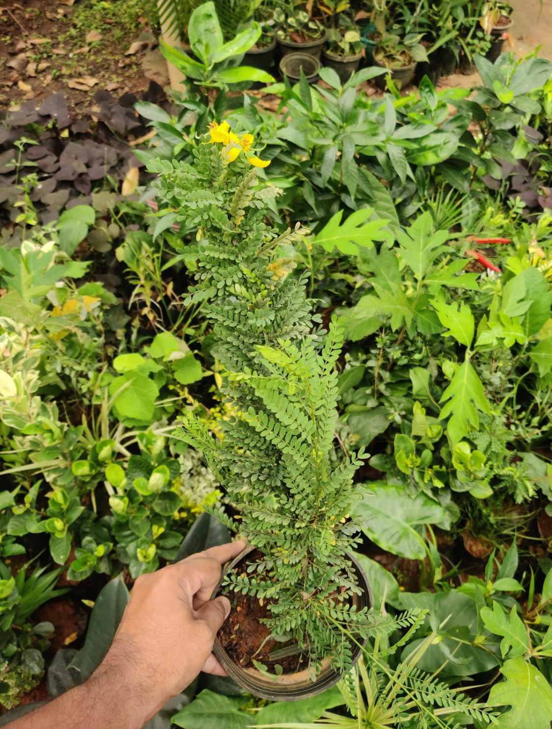 Cassia Biflora