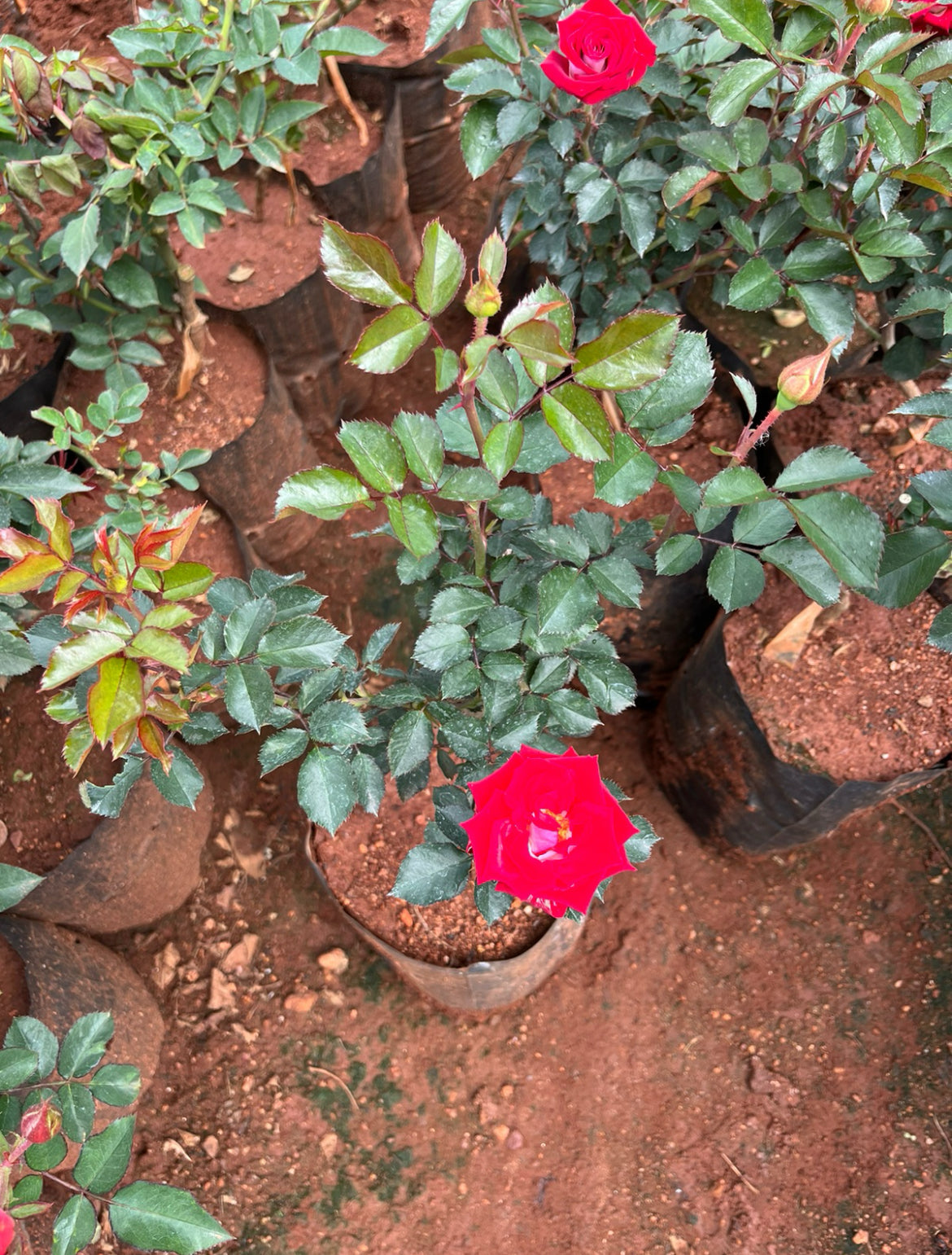 Ruby Red Rose