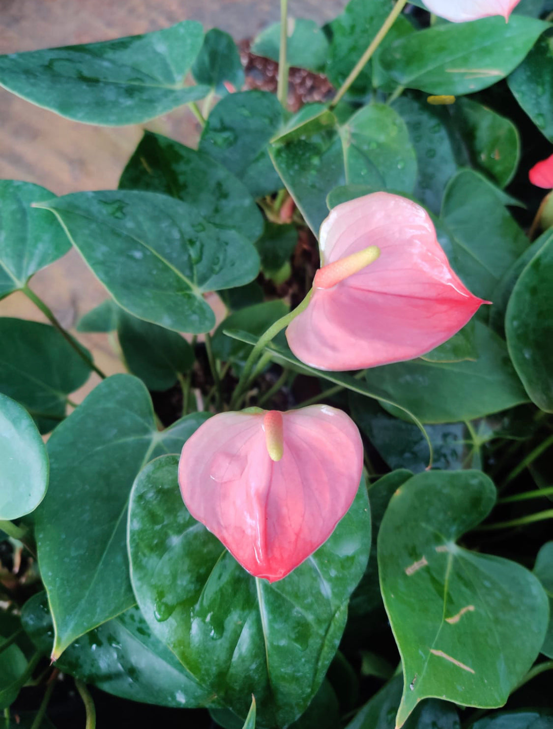 Anthurium double colour