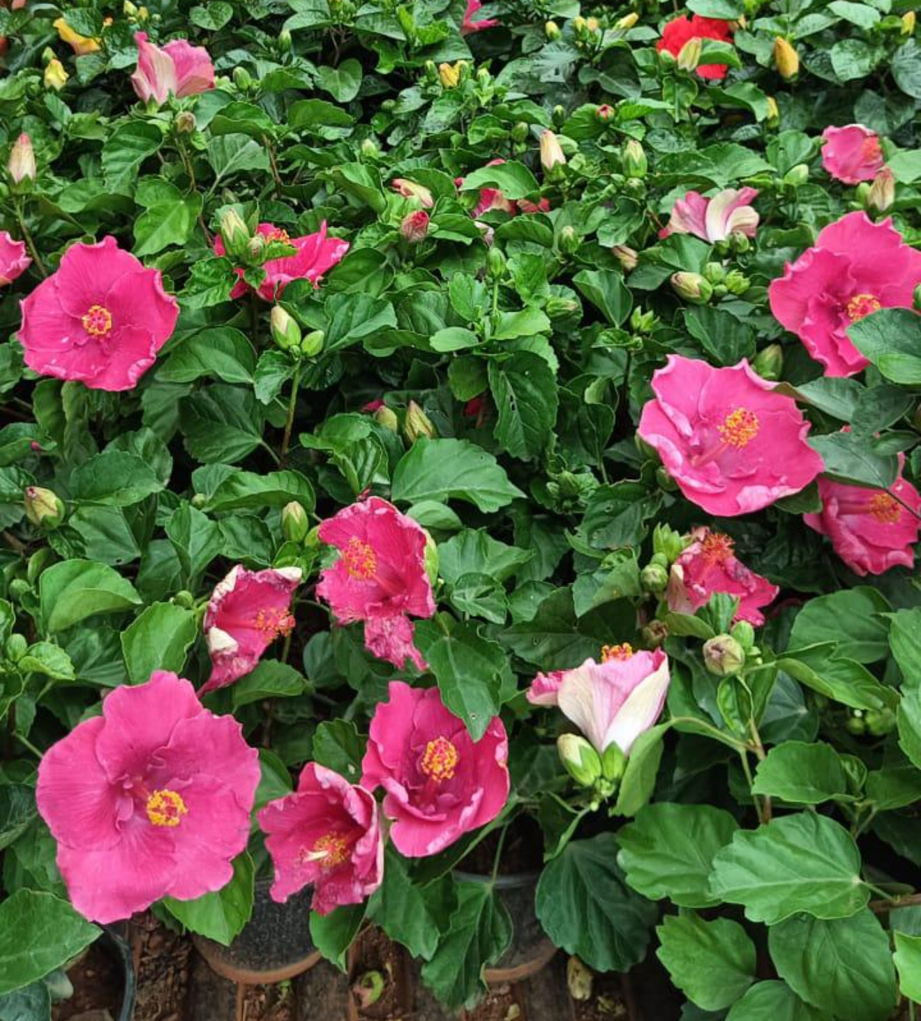 Hibiscus Dark Pink Hybrid