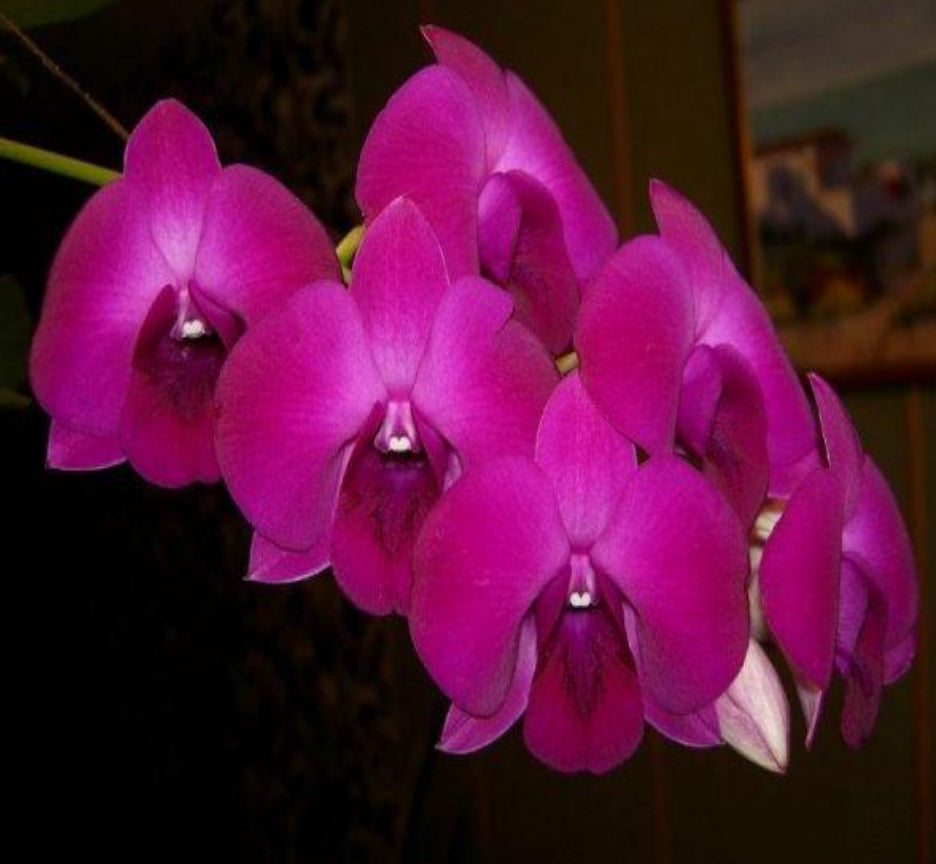 Dendrobium Orchid(Panjarat Pink) Mature Plant
