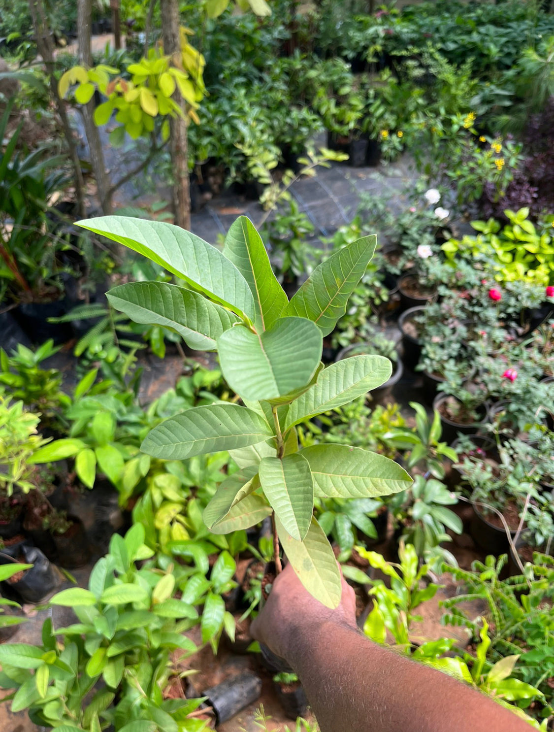 1 kg Guava Plant(കിലോ പേര)