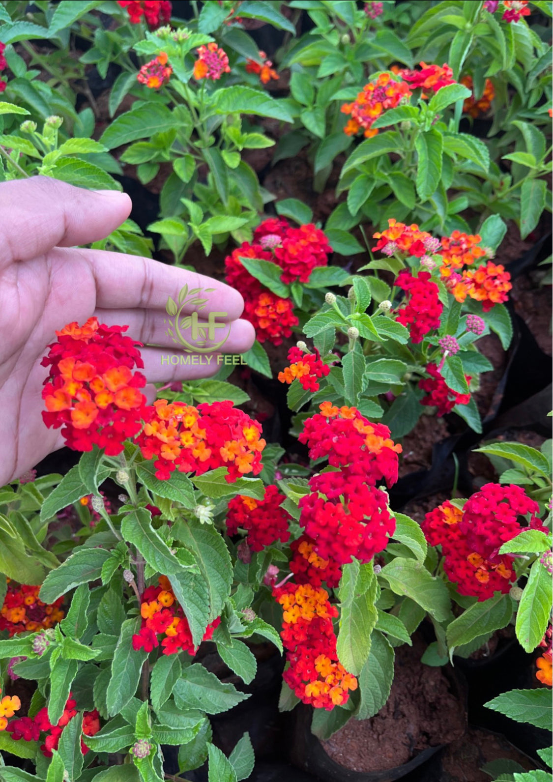 Lantana Red Dwarf