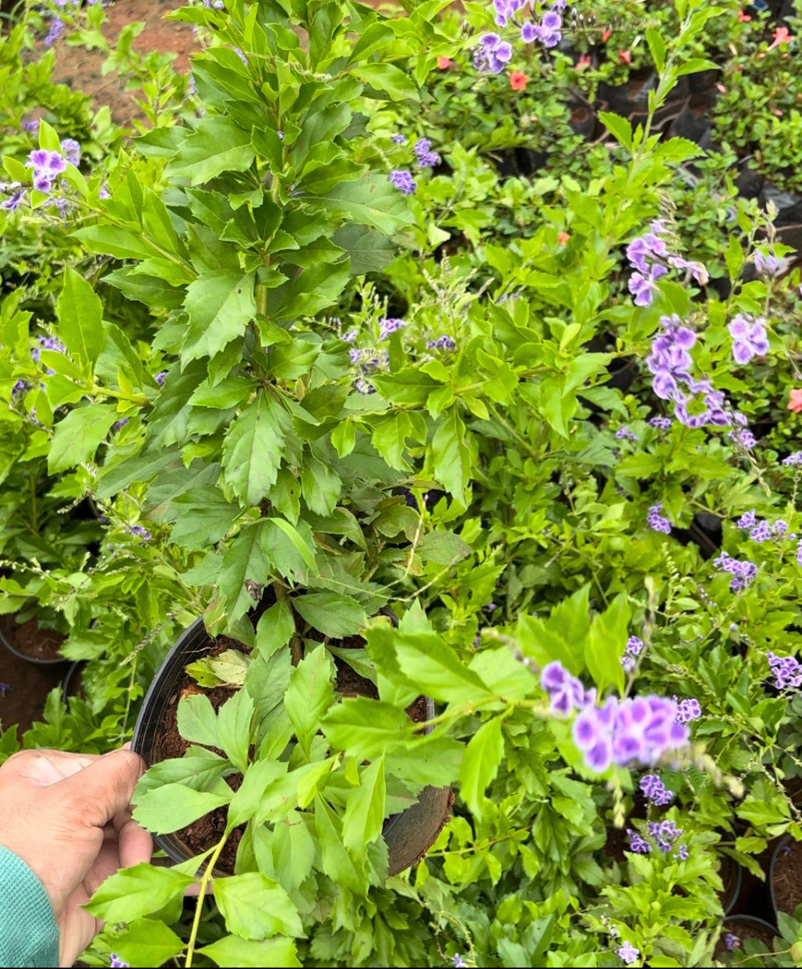 Duranta Erecta Blue