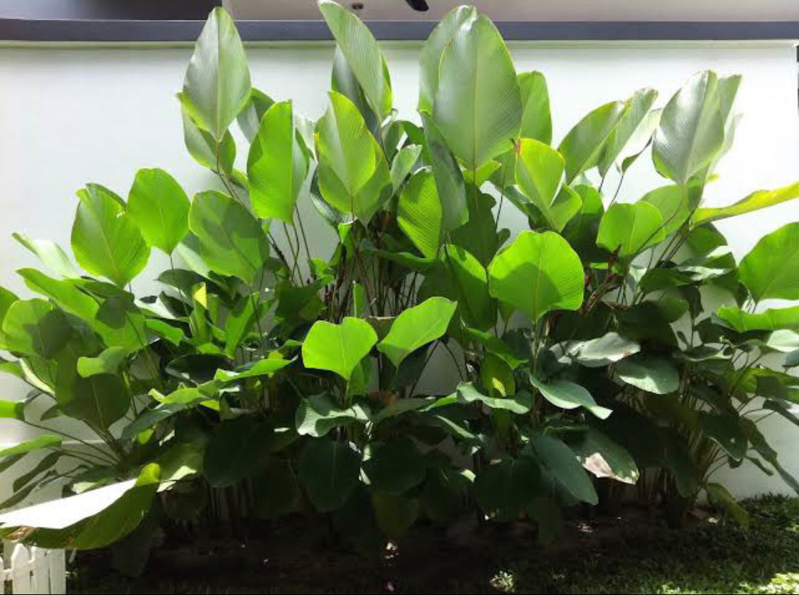 Calathea Lutea