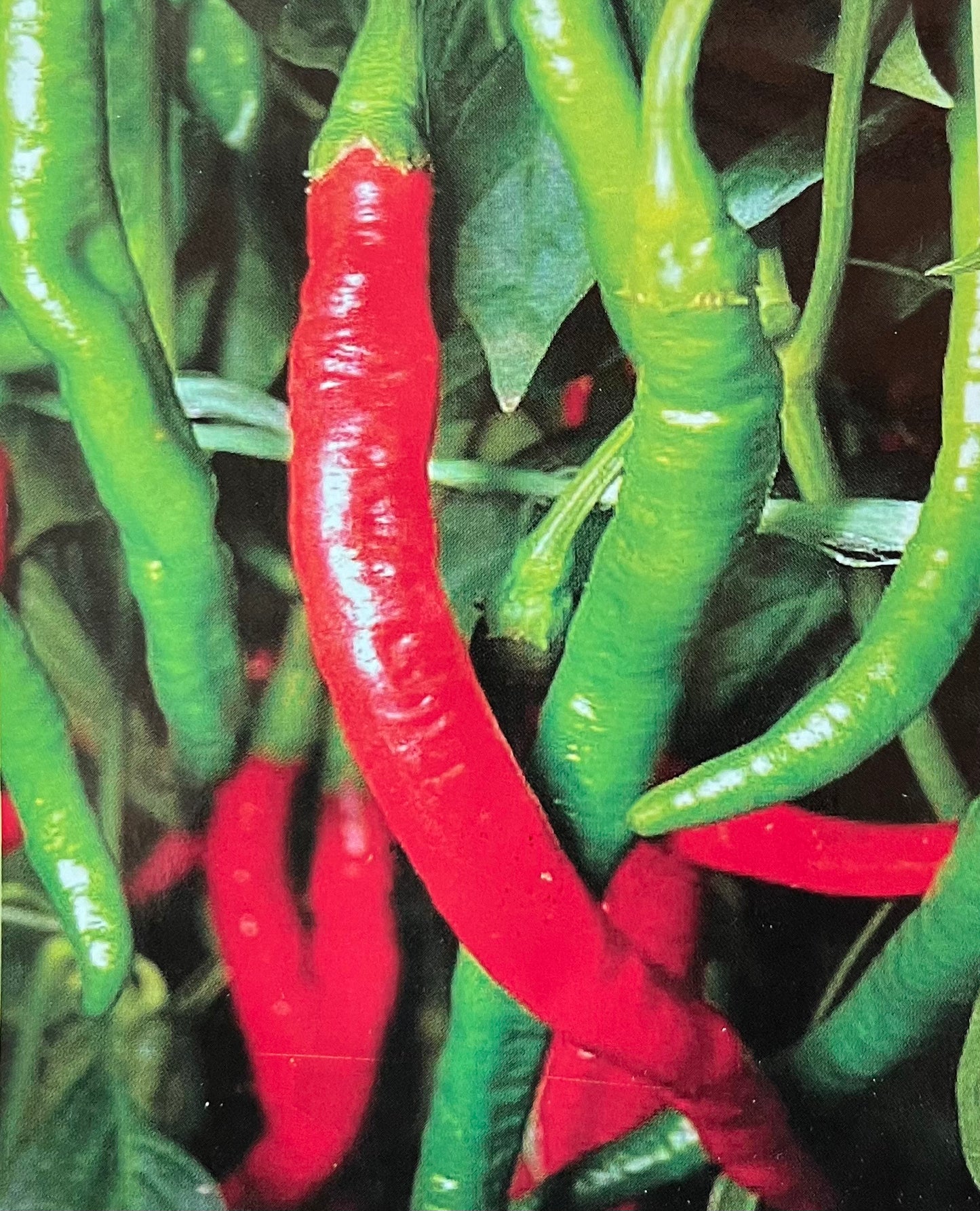 Green Chilli(പച്ച മുളക്)seed