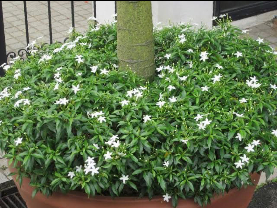 Crape Jasmine Dwarf Green