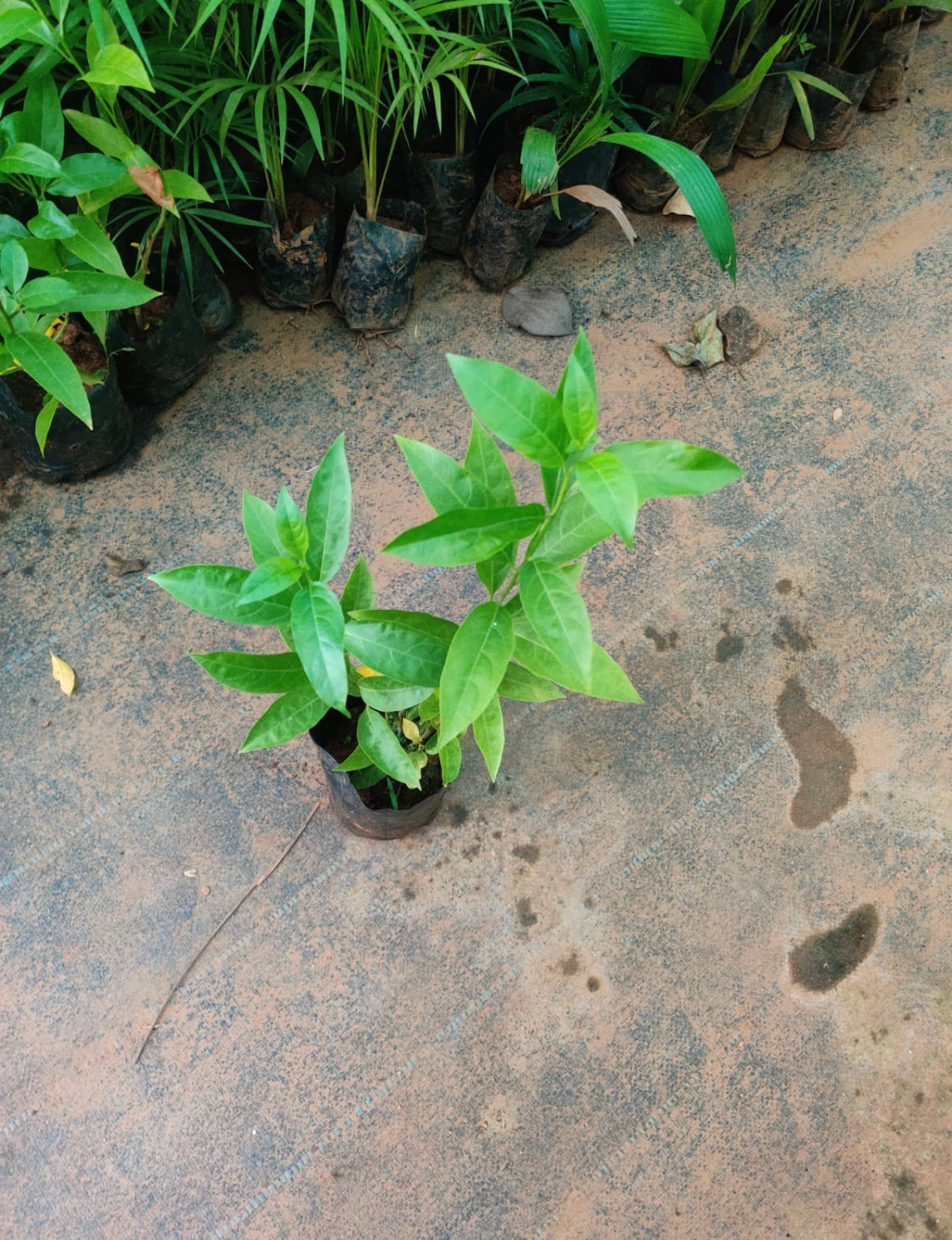 Night blooming Jasmine