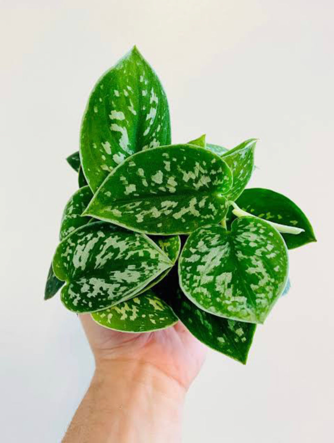 Satin Pothos(Double Shoot)