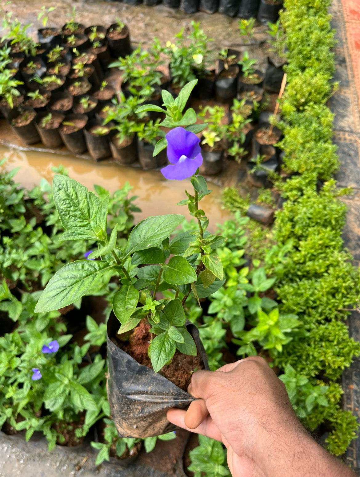 Blue brazilian