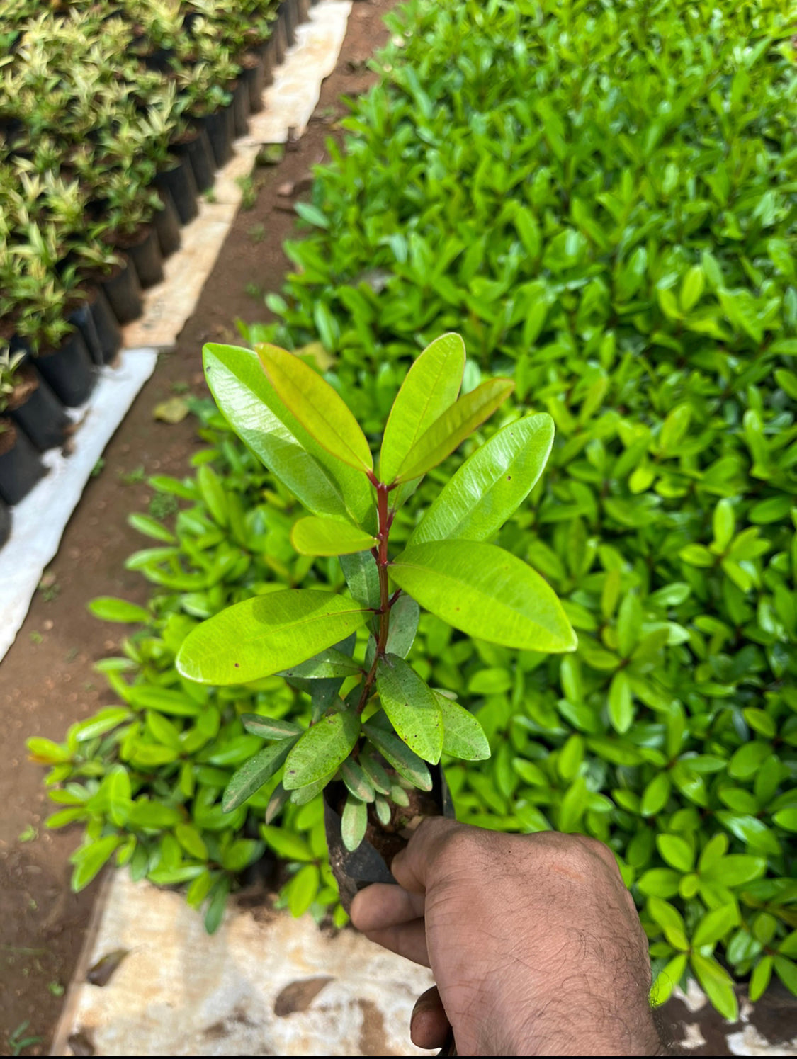 Sarva Sughandhi(All Spices plant)