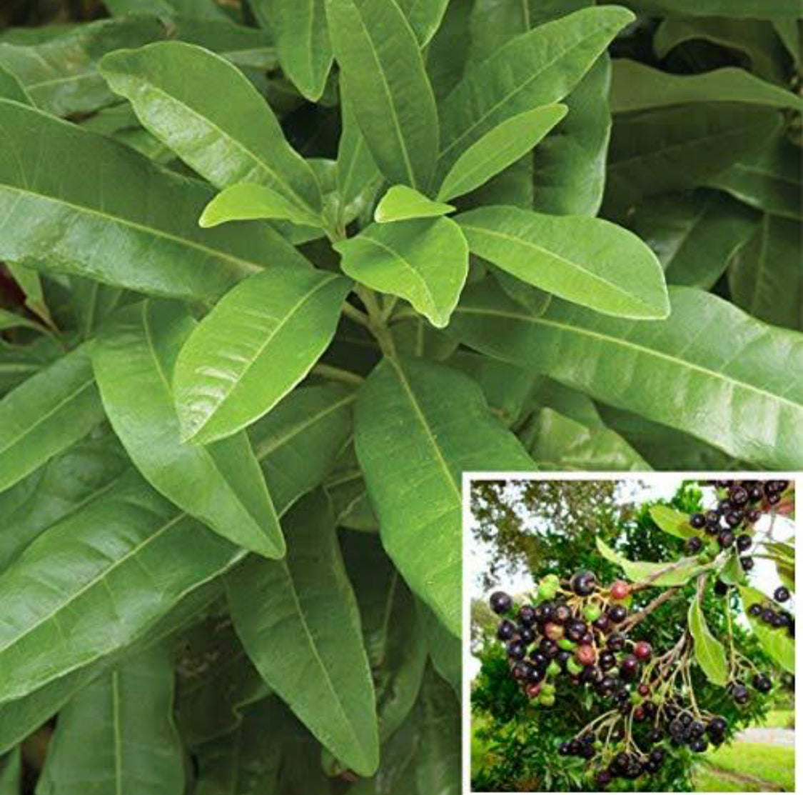 Sarva Sughandhi(All Spices plant)