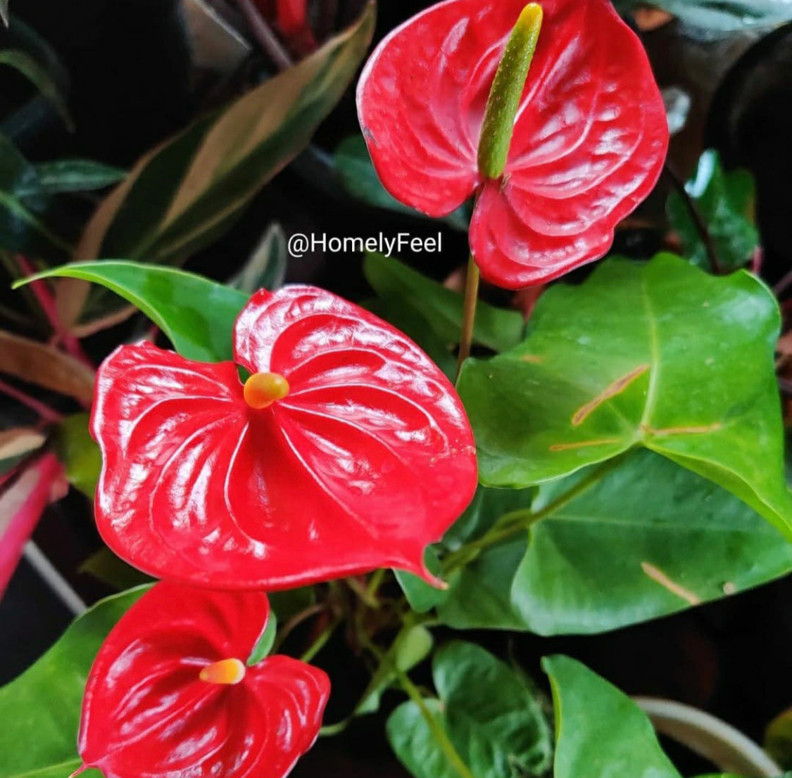 Anthurium Red