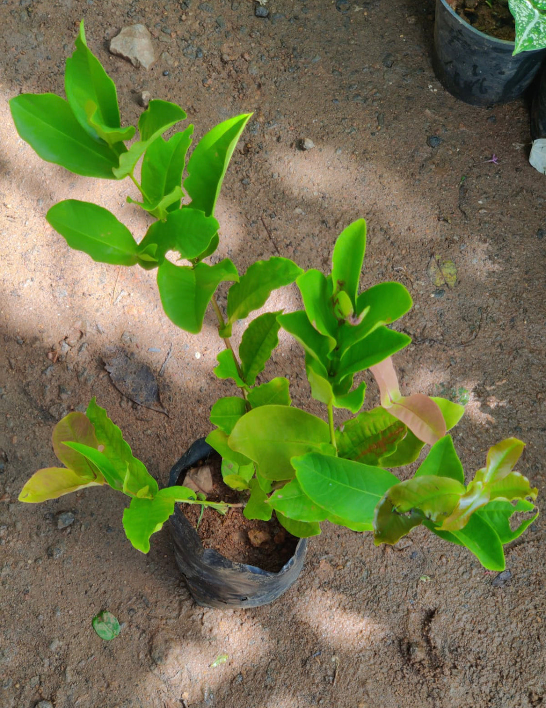 Seedless Jambu pink(Layered Plant)
