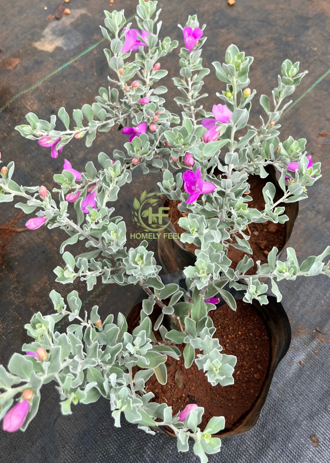 Nikodia(Texas sage) Dwarf
