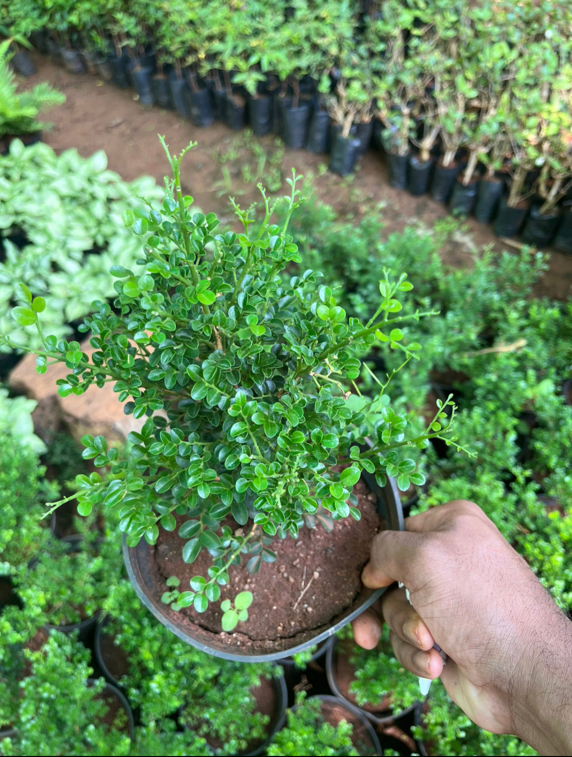 Murraya Paniculata Dwarf