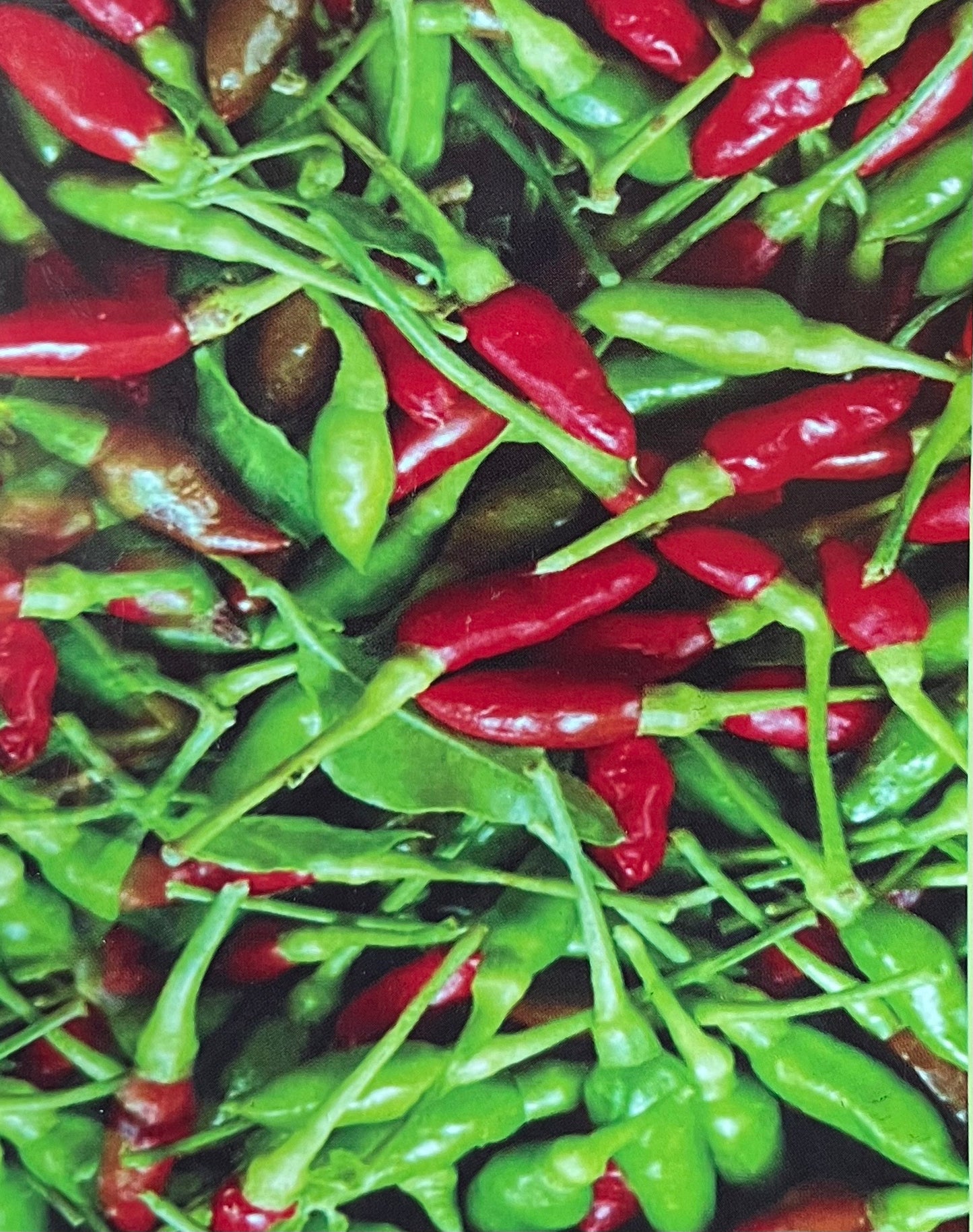 Bird's eye chilli green(കാന്താരി മുളക്) seed