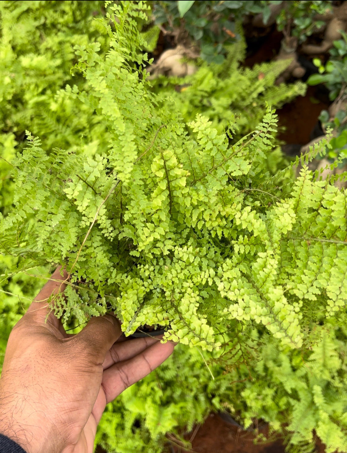Cotton Candy Fern.
