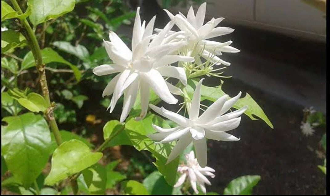 Belle of India Jasmine