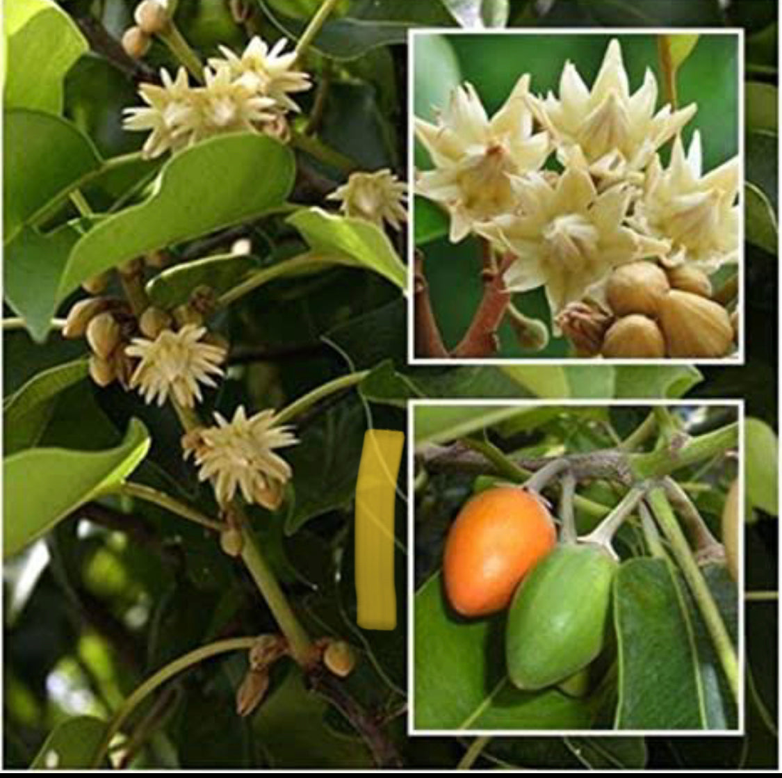 Spanish Cherry(Elanji).