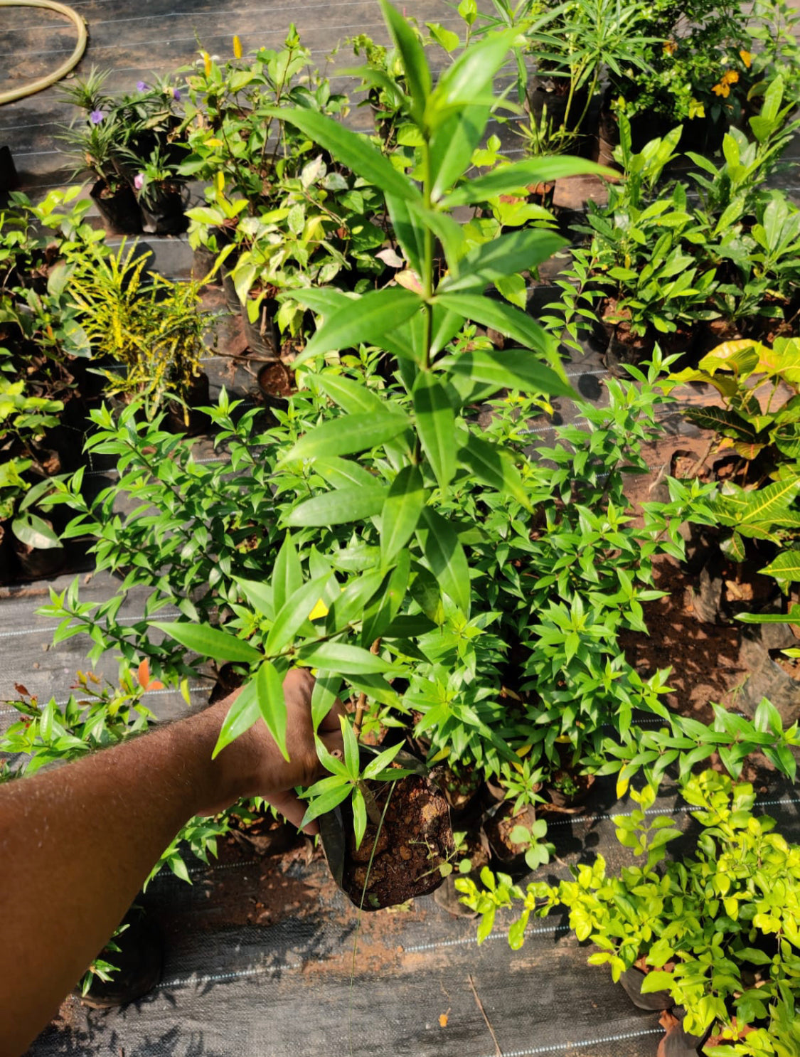Alamanda Yellow Dwarf